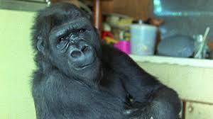 People with this name tend to be quite sarcastic. Janus Films Koko A Talking Gorilla