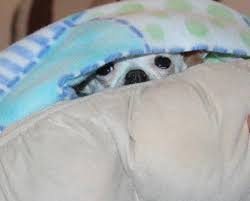 Search for a pet, rescue group or article. Alaska S Chihuahua Rescue Home Facebook