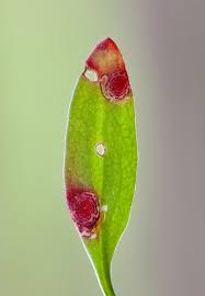 Image result for Enteucha acetosae