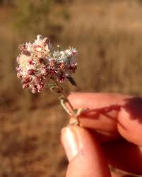 Image result for Helichrysum candolleanum