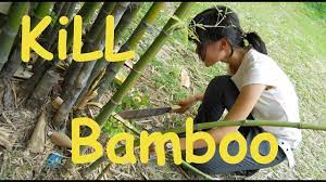 As soon as the first sprouts emerge in spring, knock them back to ground level using a shovel and continue for several weeks while the shoots are tender and before they become woody and tough. How To Get Rid Of Bamboo From Your Yard Youtube