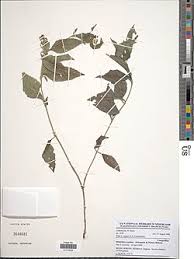 Image result for Lipotriche