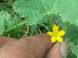 Image result for Cucumis maderaspatanus