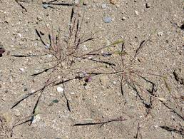 Image result for Craspedorhachis