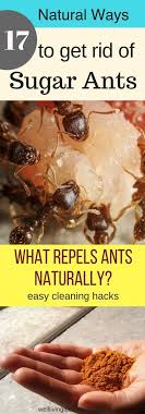 17 Natural Ways To Getting Rid Of Sugar Ants In House And Kitchen Banish Them For Good With Images Sugar Ants Kitchen Ants Ants In House