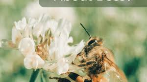 Despite their physical resemblance, however, their behavior is completely different. The Possible Meanings Of Dreams About Bees Exemplore