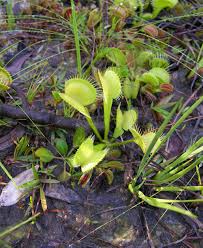 When one of the attacker's creatures enters the flytrap's range, the flytrap will snatch that creature and swallow it. How To Take Care Of The Venus Fly Trap MusÄ—kautas