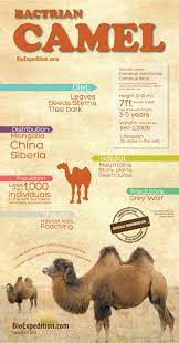 Some facts about the bactrian camel. Pin On 01 Hoofed Animals