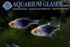 Image result for Heteromorpha