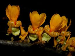 Image result for Stenostelma corniculatum