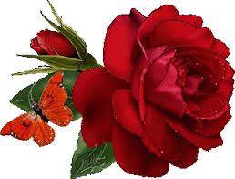 ورد متحرك رائع ورد متحرك صور ورد متحرك صور ورود متحركة Roses Moving Pictures Flower Rose Images Flower Photos Flowers