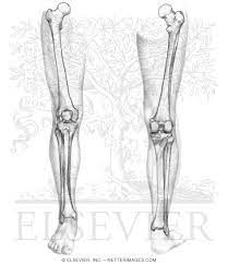 Nervsystemet anatomy, diagram & function | health. Welcome To Netter Images