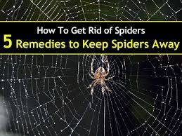 Apply it to any area in which spiders gather and spray it directly on any spider you see. 5 Simple Solutions To Get Rid Of Spiders