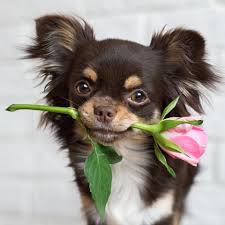 Image result for dogs