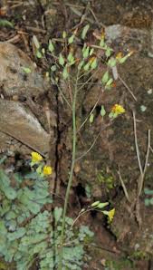 Image result for Youngia japonica