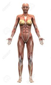 To draw the human back, identify the angle of the spine, and indicate it on canvas, then find the spines of the scapulas from which to connect and construct all the muscles of the upper back. Pin On Anatomia