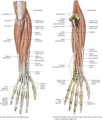 The anterior and the posterior compartments of the arm. Elbow Forearm Atlas Of Anatomy