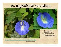 Morning Glory Flower Meaning In Tamil