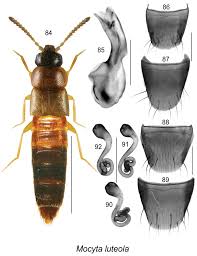 Image result for Stereochlaena