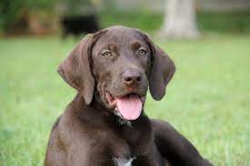 These puppies are a cross between a german shorthaired pointer and another dog breed. Golden Retriever German Shorthaired Pointer Mix
