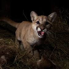 The cougar (puma concolor) is a large cat of the subfamily felinae. Are There More Cougars In Our Space Or More Of Us In Theirs Opb