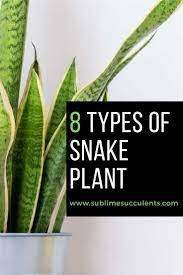 8 Types Of Snake Plant Most Popular Sansevieria Varieties Types Of Snake Snake Plant Sansevieria Plant