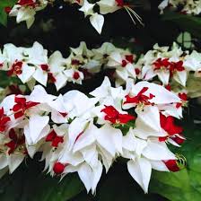 Image result for Clerodendrum