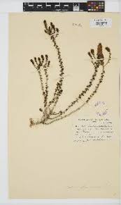 Image result for Hebenstretia angolensis