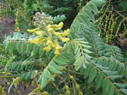 Image result for Sophora inhambanensis