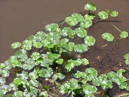 Image result for Hydrocotyle ranunculoides