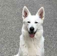 About Us Rose Valley White Shepherds