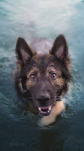 Maybe you would like to learn more about one of these? Desktop Wallpapers German Shepherd Dog Swimming Water 1080x1920