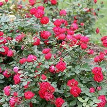 For best results, plant only in full sun (at least 6 hours daily) and ensure good air circulation by spacing plants properly. Amazon Com Oso Easy Hot Paprika Landscape Rose Rosa Live Shrub Orange Flowers 4 5 In Quart Garden Outdoor