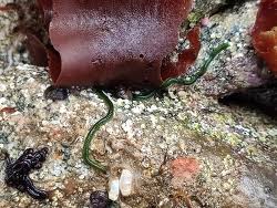 Image result for Eulalia polyneura