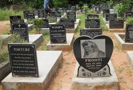 If you're unsure where any pet cemeteries are located near you, ask your veterinarian. Pet Cremation Guide Everything About The Process In 2019