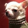 Profile Picture of Ada Nieves for Pets - Facebook (@facebook.com) on Google