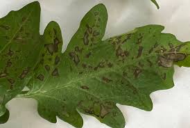 Image result for Septoria leaf spot of tomato