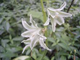 Image result for Ornithogalum