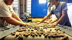 Don't try and pick them off the trees. It S Pecan Season What You Need To Know About Texas Native Nut