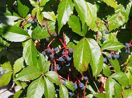 Image result for Parthenocissus quinquefolia