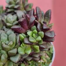 Image result for Anacampseros