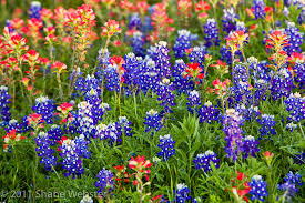 Make towne flowers your local florist of choice for exceptional service and quality floral and gift items in spring, texas! Swp Flower Gallery