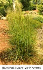 Image result for Eragrostis caespitosa