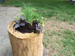 Arbre Mort Bois Flotte Et Souche D Arbre Pour Decorer Le Jardin Deco Jardin Decoration Jardin Jardin Rustique