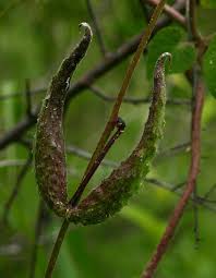 Image result for Pergularia daemia