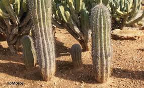 Y es que hyperión es más de 20 metros más alto que la estatua de la libertad de nueva york (ee.uu.) mide 115,55 metros de altura y no para de crecer. Cactus Columnar Pachycereus Pringlei Plantas Riomoros