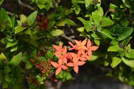 Image result for Acrotome inflata