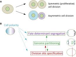 Check spelling or type a new query. The Art Of Choreographing Asymmetric Cell Division Sciencedirect