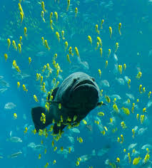 Terms in this set (4). Fish Wikipedia
