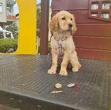 Training a golden retriever can be so much work, but creating a 'lifestyle' schedule can help make it easier. 11 Best Golden Retriever Breeders In New Hampshire 2021 We Love Doodles